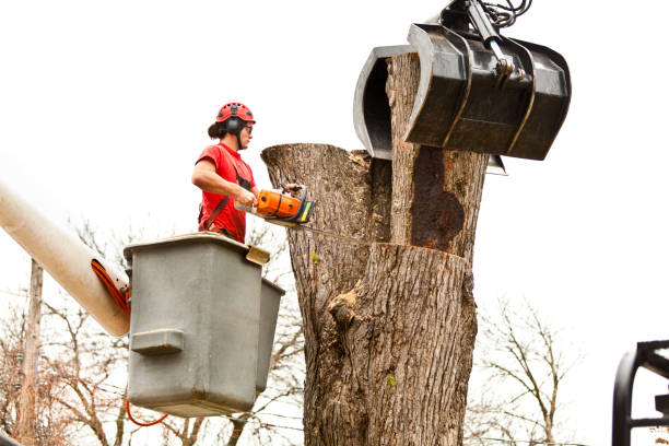 Best Leaf Removal  in Terre Hill, PA